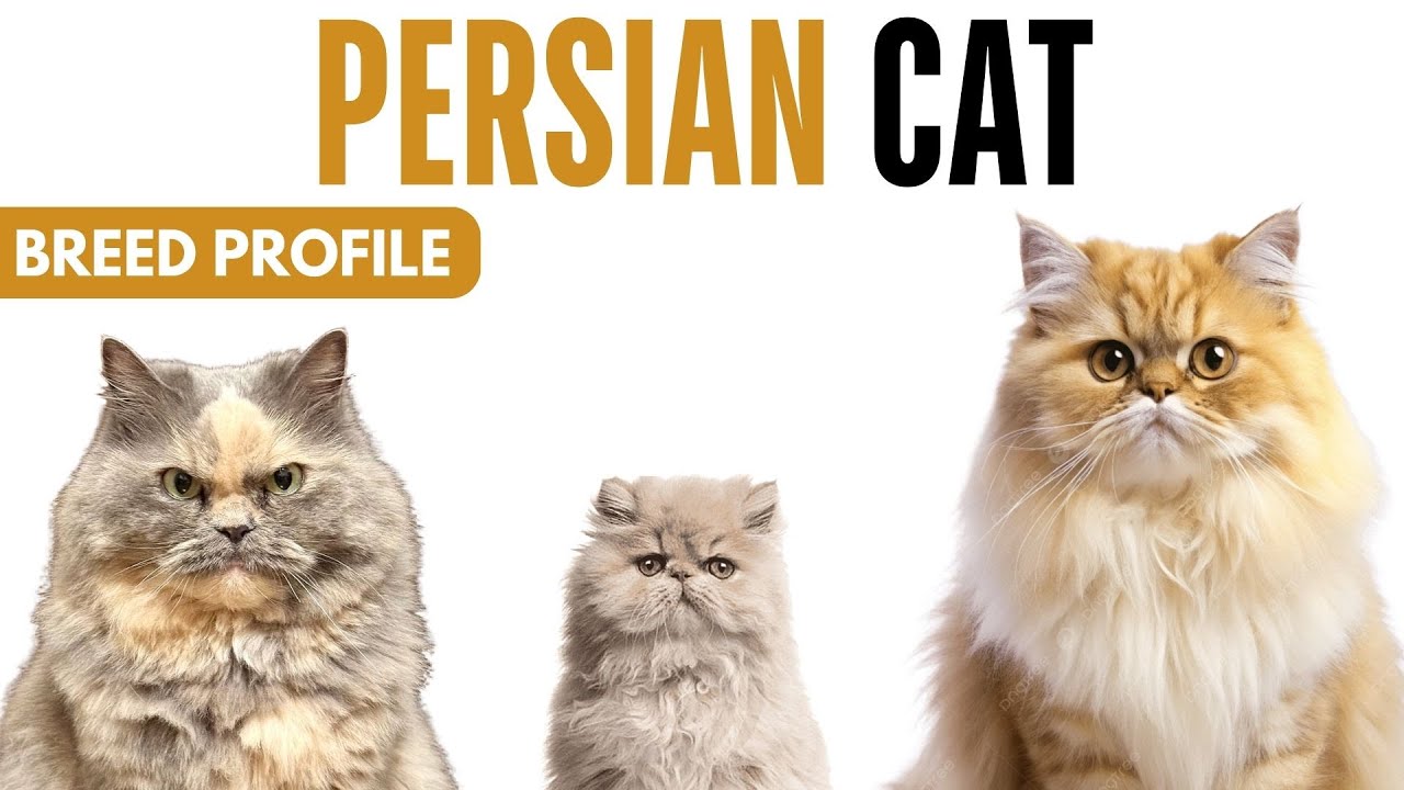 ペルシャ猫の品種プロフィール 歴史 - 価格 - 特徴 - ペルシャ猫のグルーミングの必要性 - 寿命