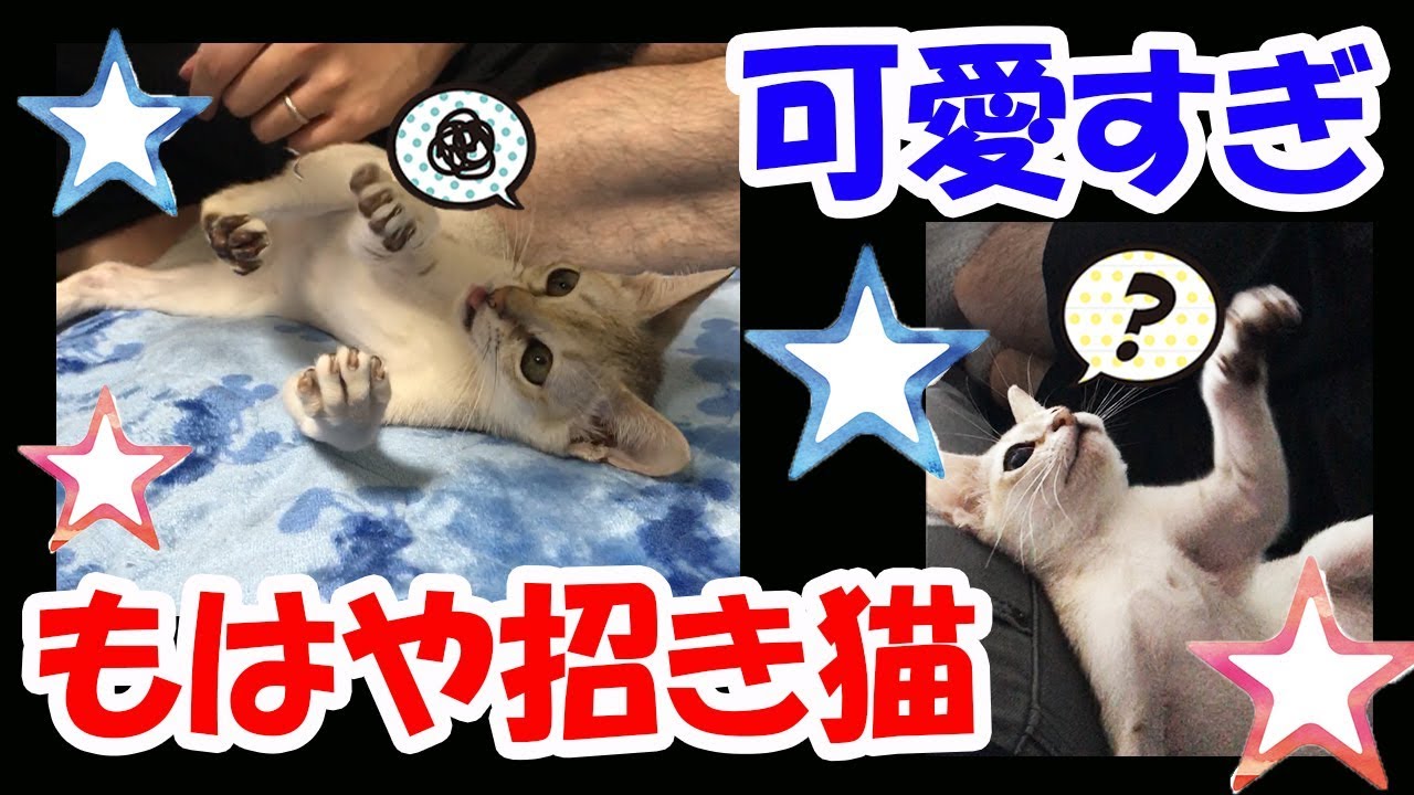 【かわいい】まるで招き猫(笑)必死すぎなシンガプーラ【子猫】