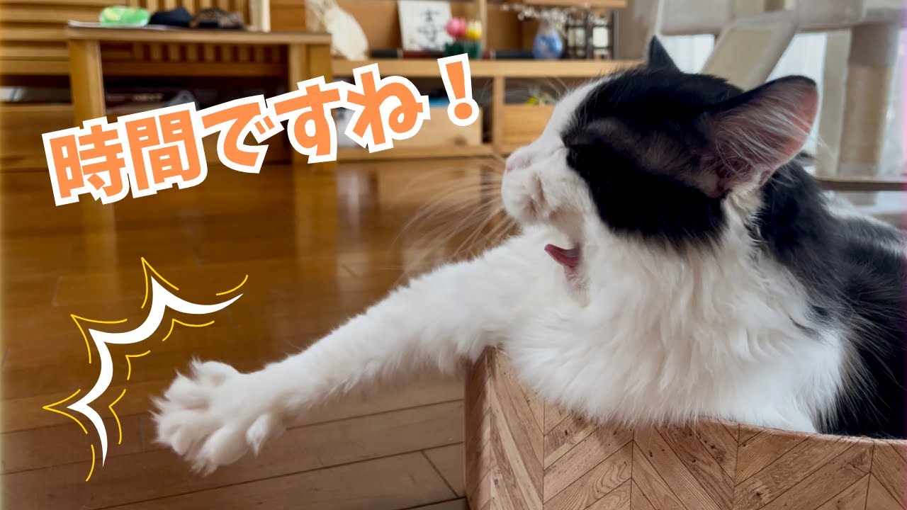 【おもしろ猫】魔法の音で飛び起きるそら｜ハチワレ｜4歳｜ラグドール✖️マンチカンの男の子