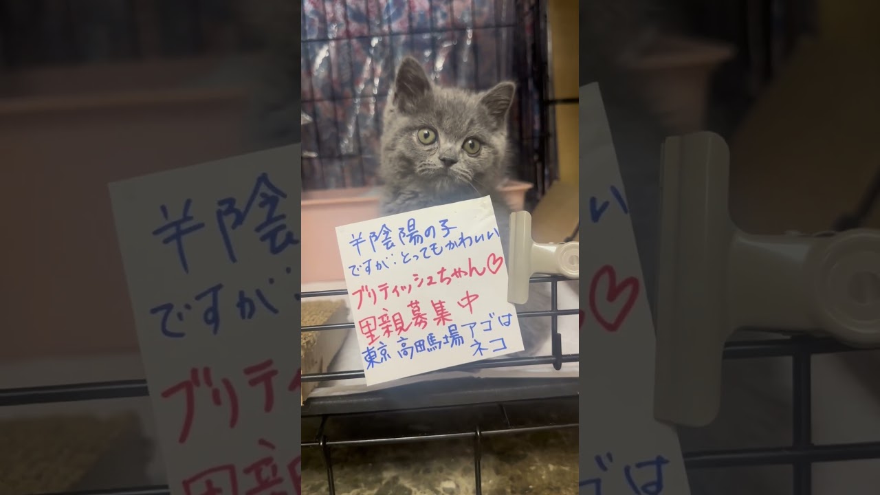 #里親募集中子猫アゴはネコ  #子ネコ #ブリティッシュショートヘア