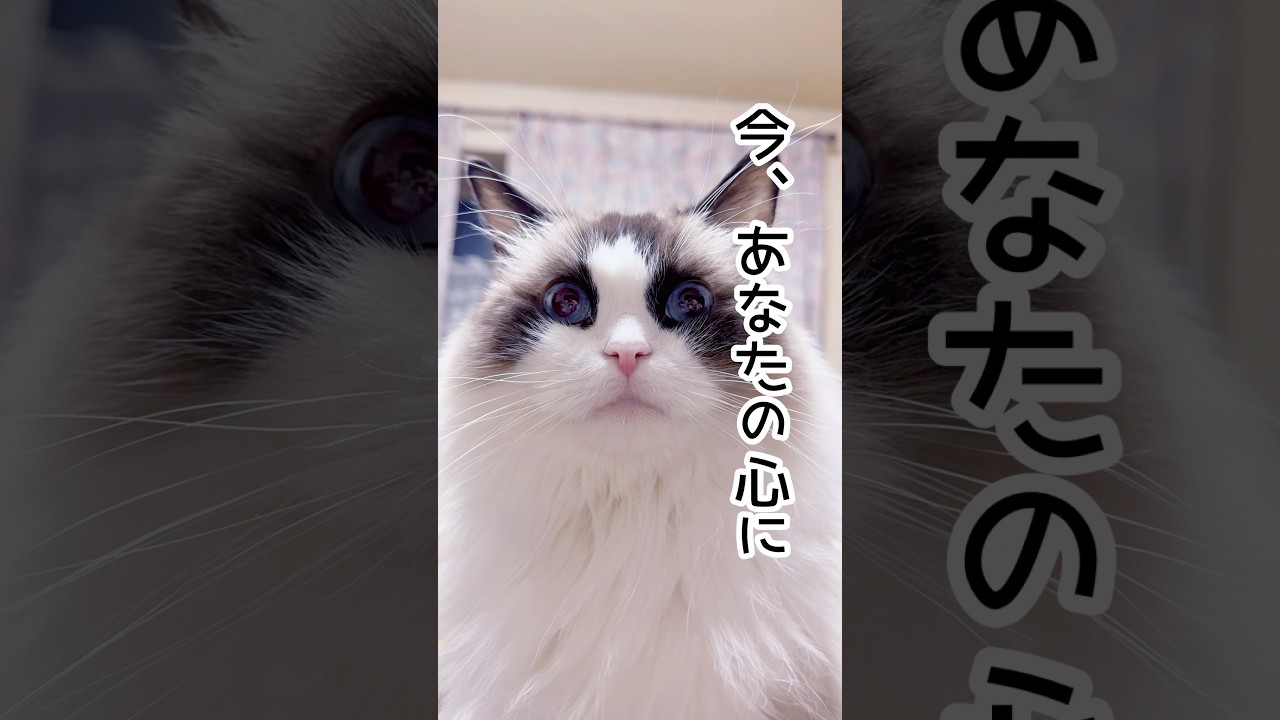 【心に語りかける猫】#猫 #猫のいる暮らし #ラグドール#shorts