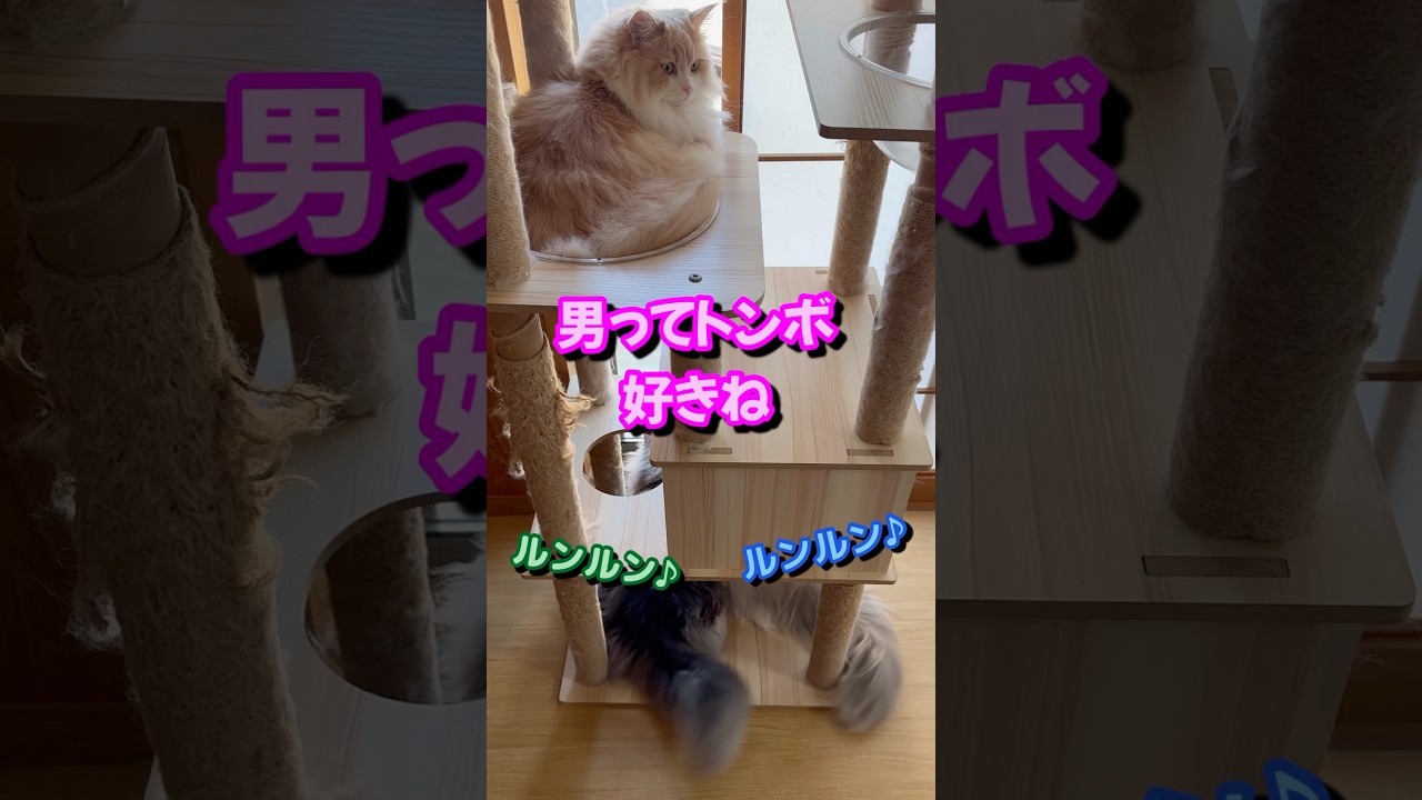 男はトンボが好き　もふもふサイベリアンの猫たち