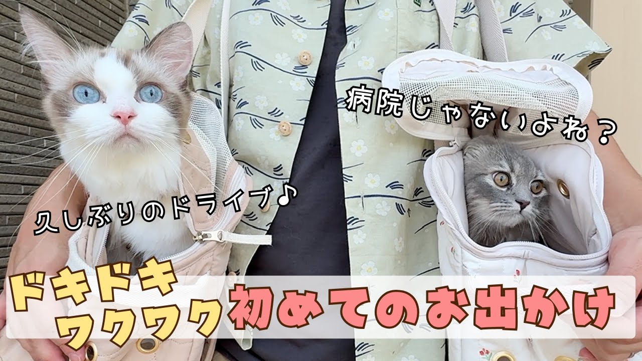 【真逆すぎる猫の性格】甥っ子と大はしゃぎする猫姉妹が可愛すぎる| あたち日記#20