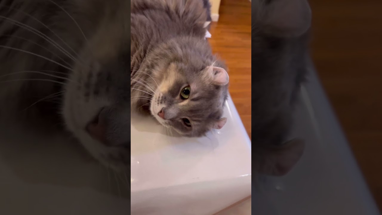 猫動画 #shorts 甘えん坊 #アメリカンカール