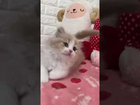 スコティッシュフォールド クリーム&ホワイト（長毛）の女の子。