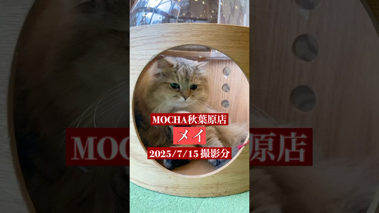 🐱 メイ 🐱　(ペルシャ ♀)　猫カフェMOCHA秋葉原店　2025/7/15 撮影分　#cat  #ねこ #日替わり猫カフェにゃんこ