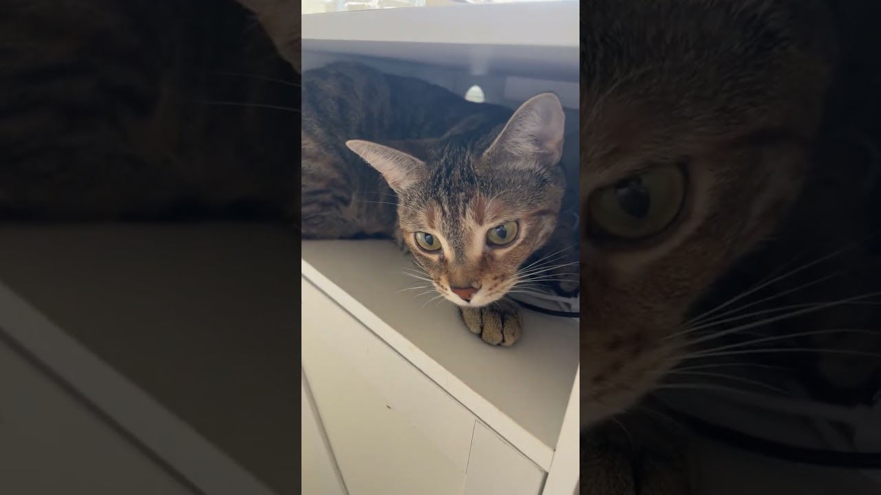 Sneaky sneaky  #cat #kitty #kitten #funnycats @fifi.the.manx