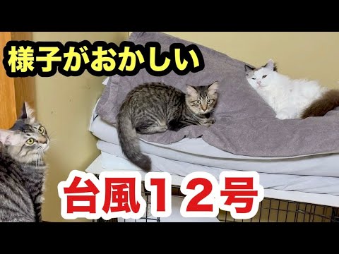 【台風12号】初めての嵐でおかしくなる子猫がこうなりました