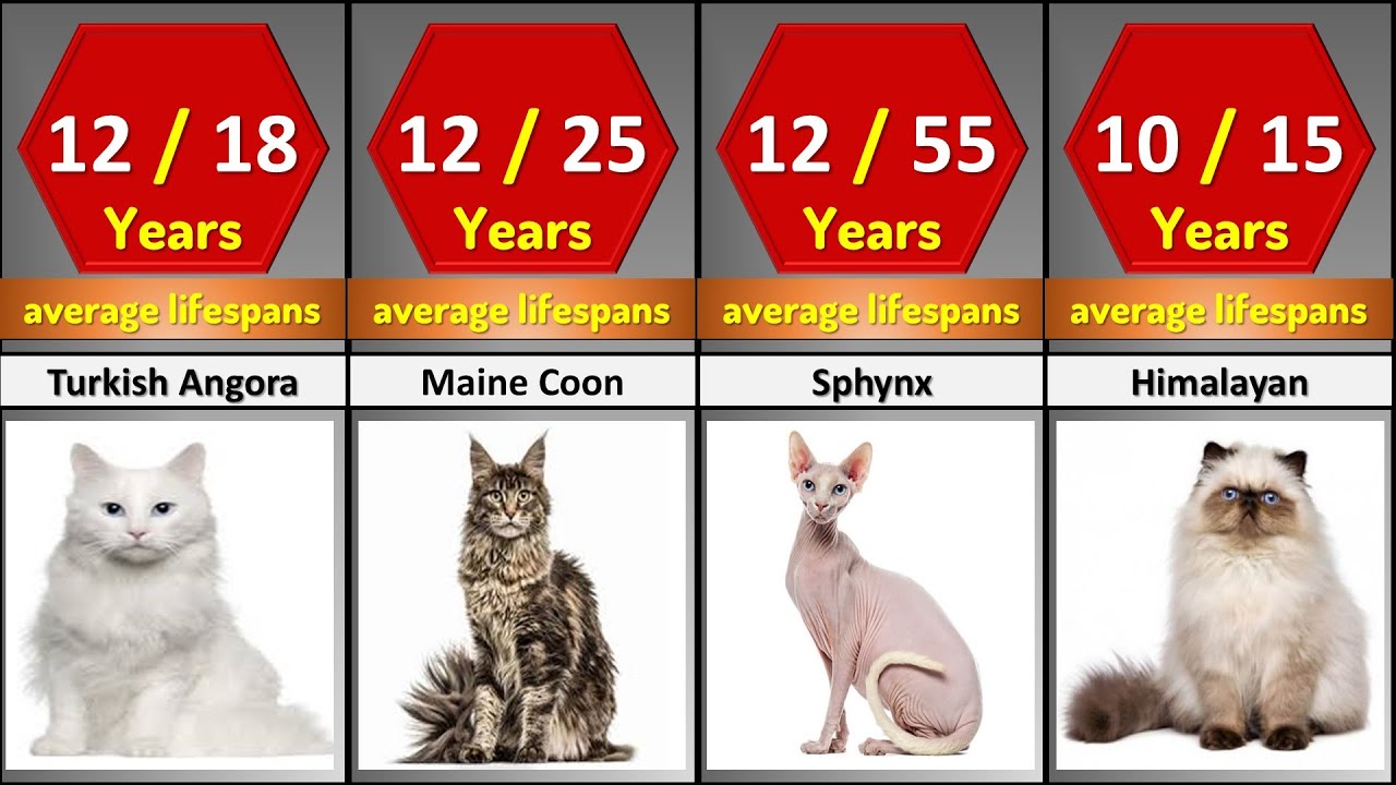 Top 30 Cat Breeds Ranked by Lifespan Shocking Facts You Didn't Know| cat breed lifespan chart