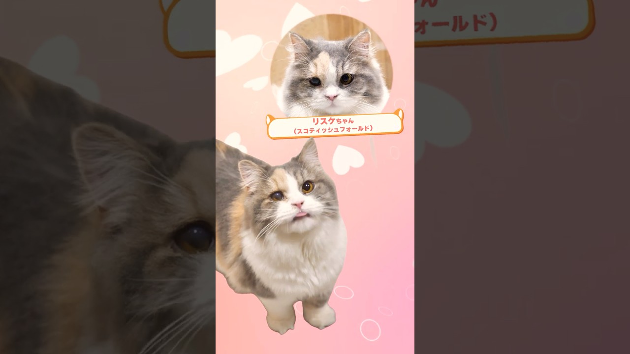 看板女優のリスケちゃんです🐈　#Shorts #猫カフェ #コワーキングスペース