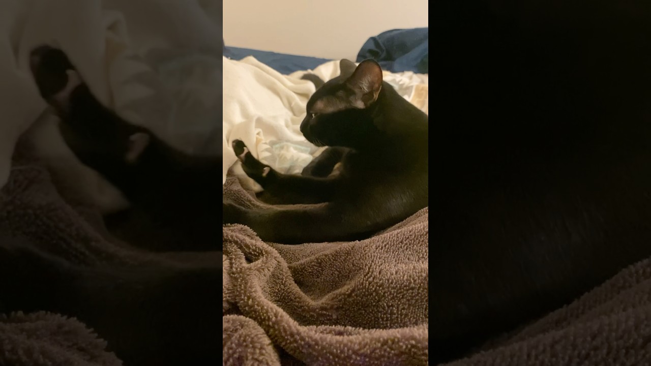 ふみふみ黒猫　#ボンベイ #cat #bombay #猫 #猫のいる暮らし #猫のいる生活 #フミフミ #ゴロゴロ #asmr #ねこ動画 #子猫 #甘えん坊