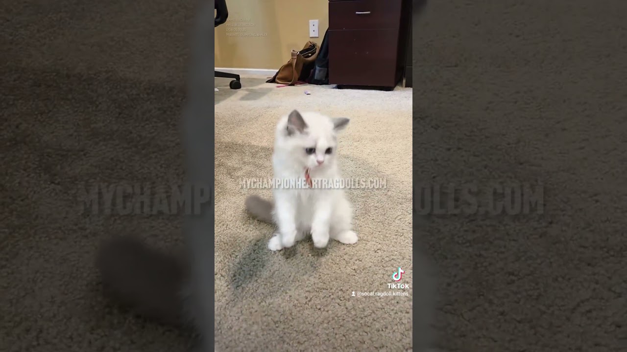 Funny ragdoll kitten [2025]