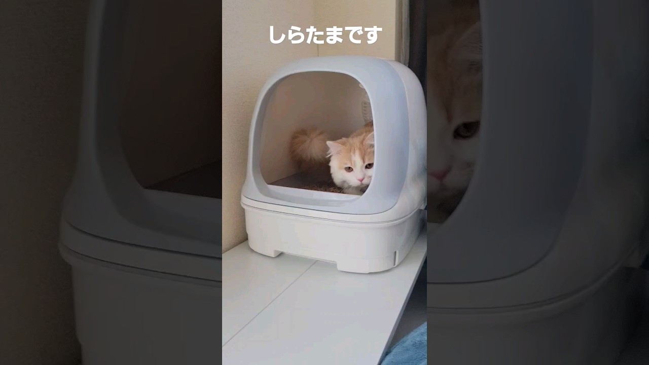 【子猫】おトイレチェックするねこ#ラガマフィン #猫動画 #cat #shorts