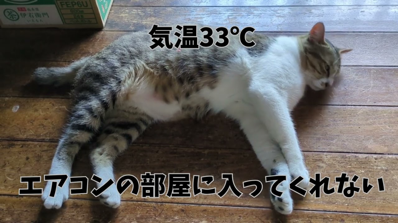 猫さんもこの猛暑はムリ