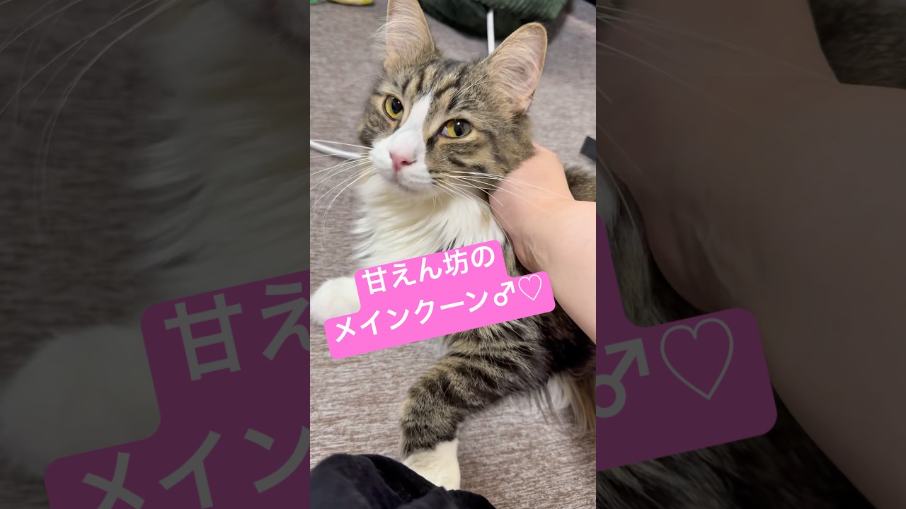 甘え方があざといメインクーン♡#猫 #メインクーン
