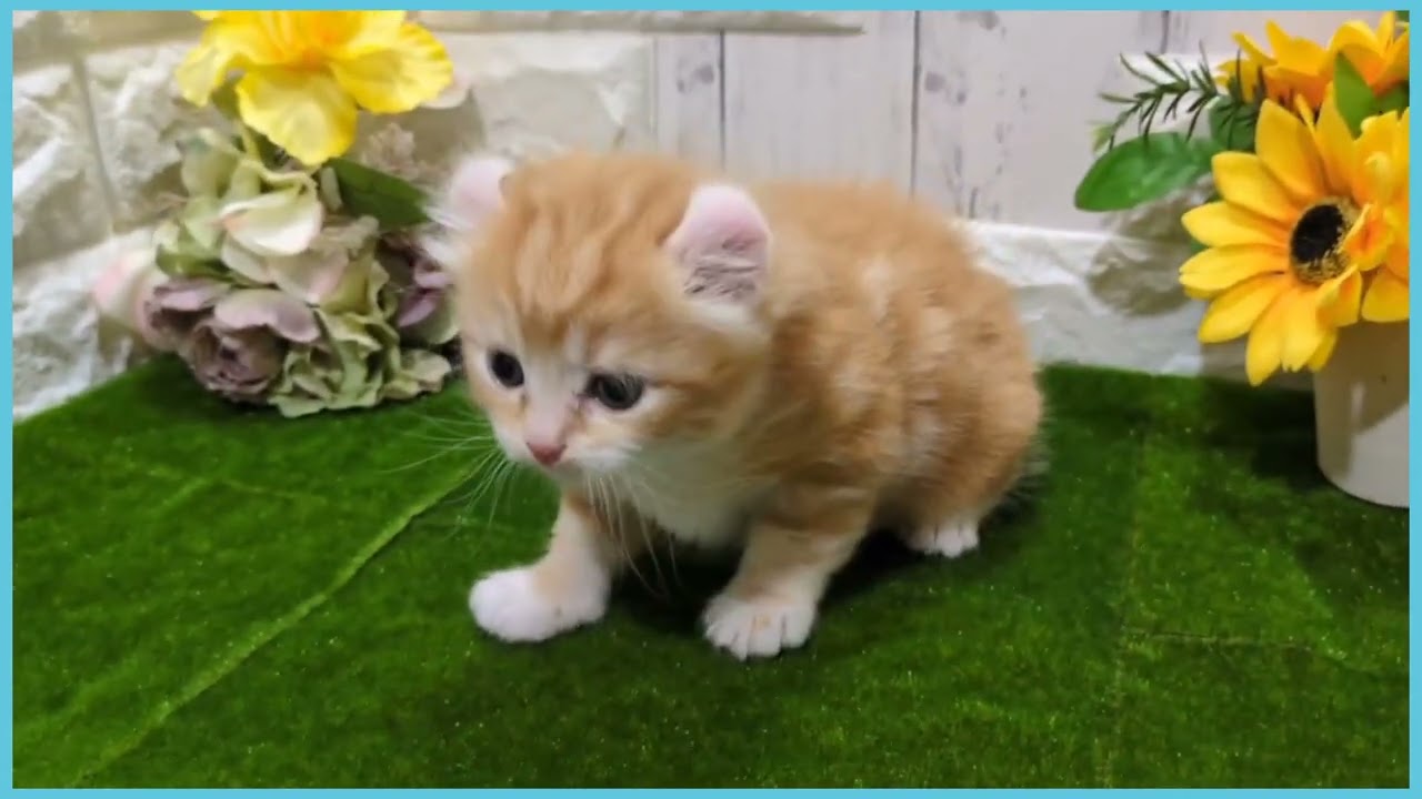 Coo&RIKU　No.00729778 アメリカンカール