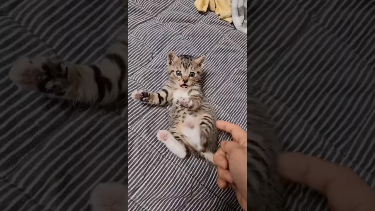 猫が可愛すぎる件 #猫 #cat #cats #cute