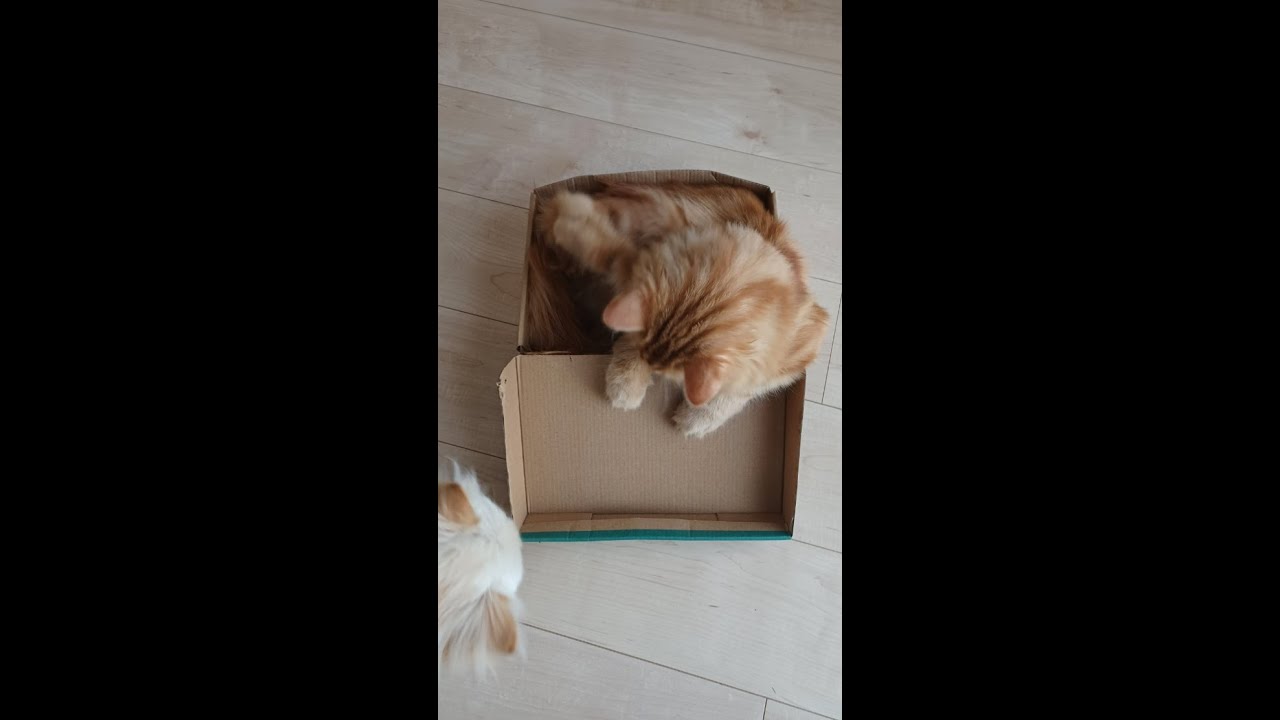 えっ？そこに入る！？犬猫仲良し/箱猫スコティッシュフォールドとポメラニアン #shorts #youtubeshorts