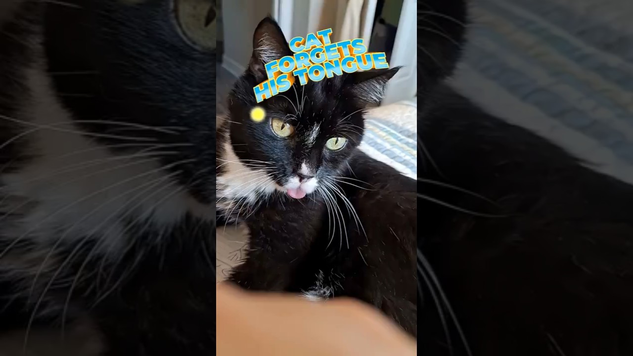 Cat forgets his tongue. Does he really not feel it? #blep #funnyshorts #funnycats #cute