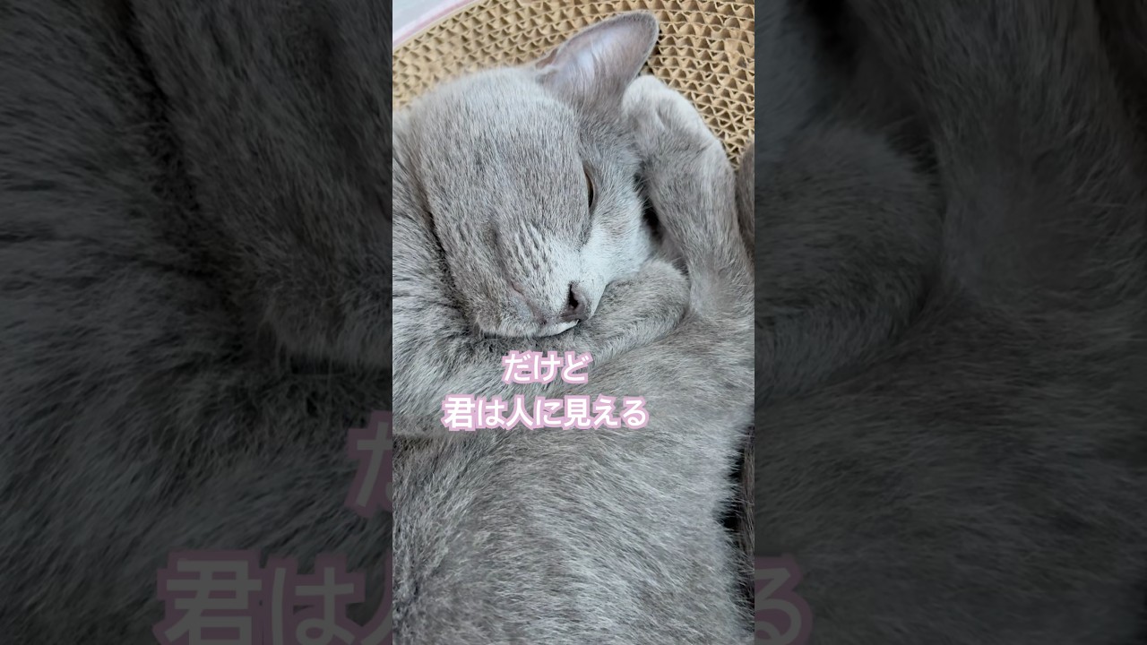 愛しい人❤️ #猫 #ロシアンブルー #shorts