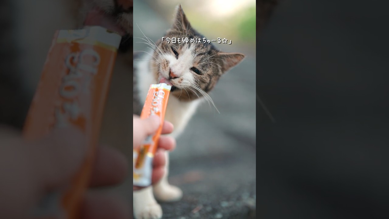 高架下で暮らす捨て猫たちは腹ぺこでご飯を待つ