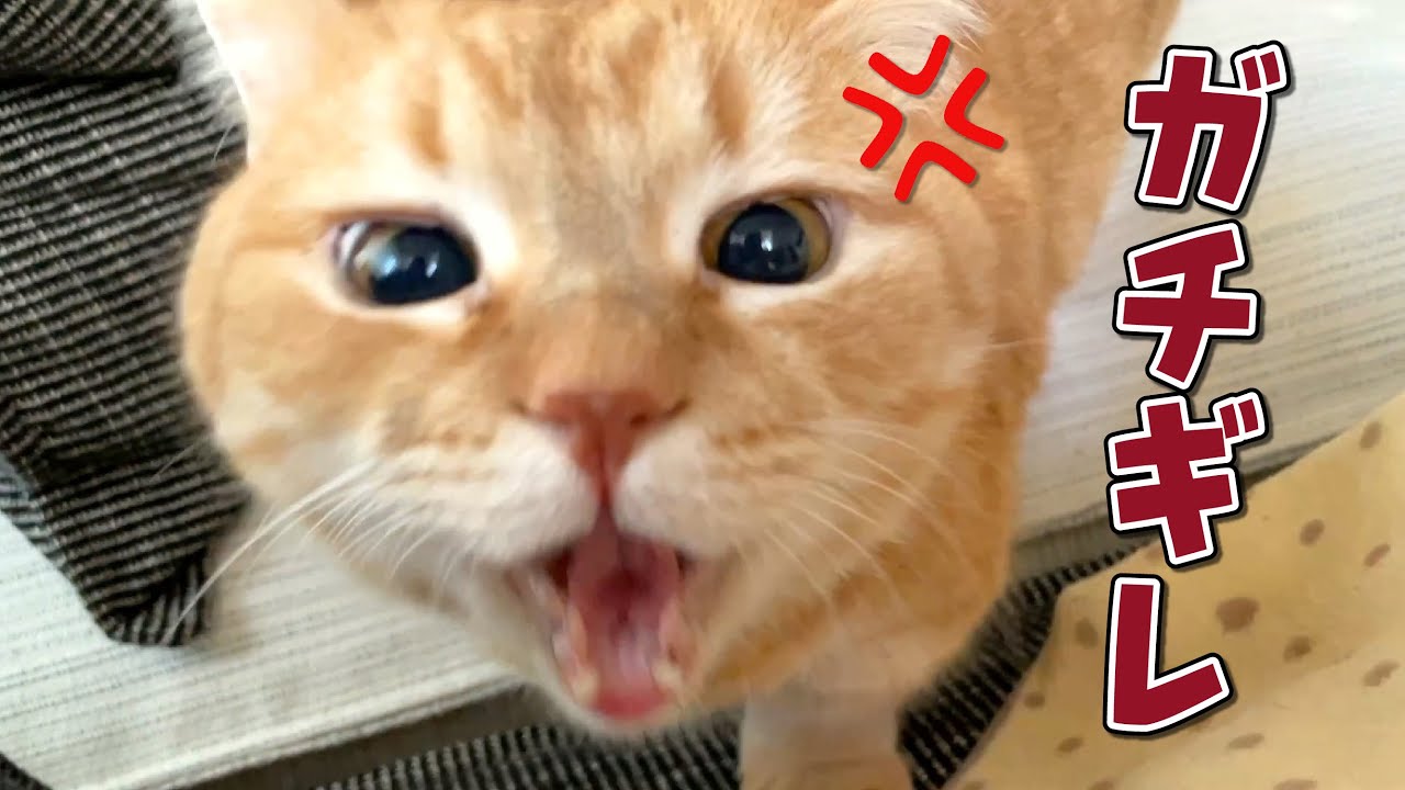 愛猫の前であることをすると怒って仕返ししてきます…！！