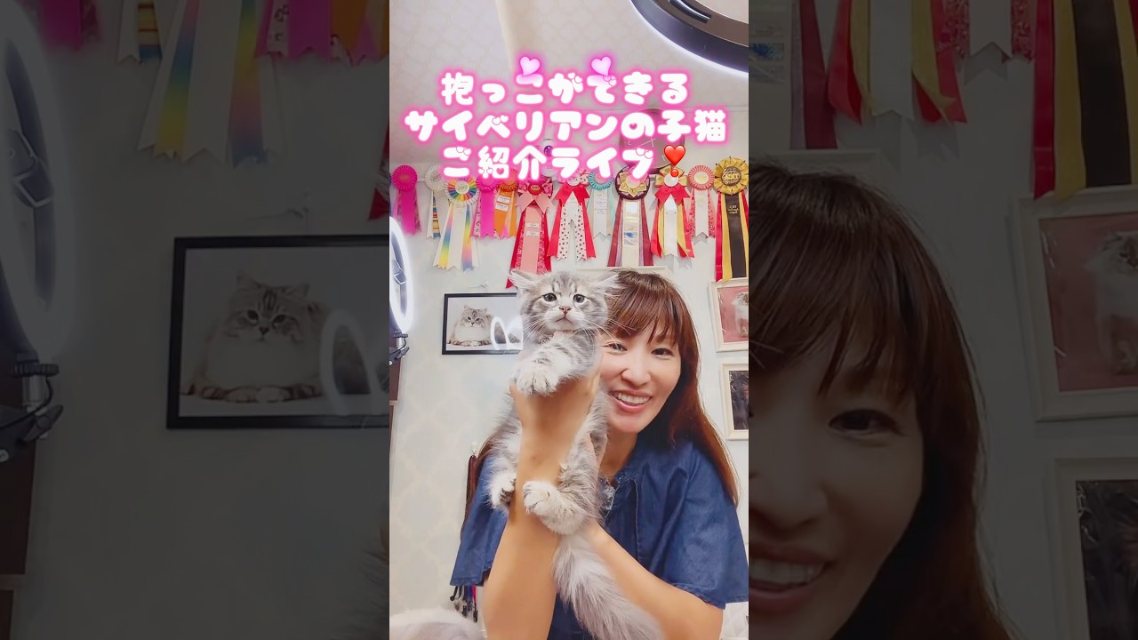 抱っこができる#サイベリアン #子ネコ ご紹介ライブ😻ご家族様募集中の子猫達が登場❣️サイベリアン専門店ロイヤル・キャッツで抱っこができる最高の子をお迎え下さい😻 #ペットショップ