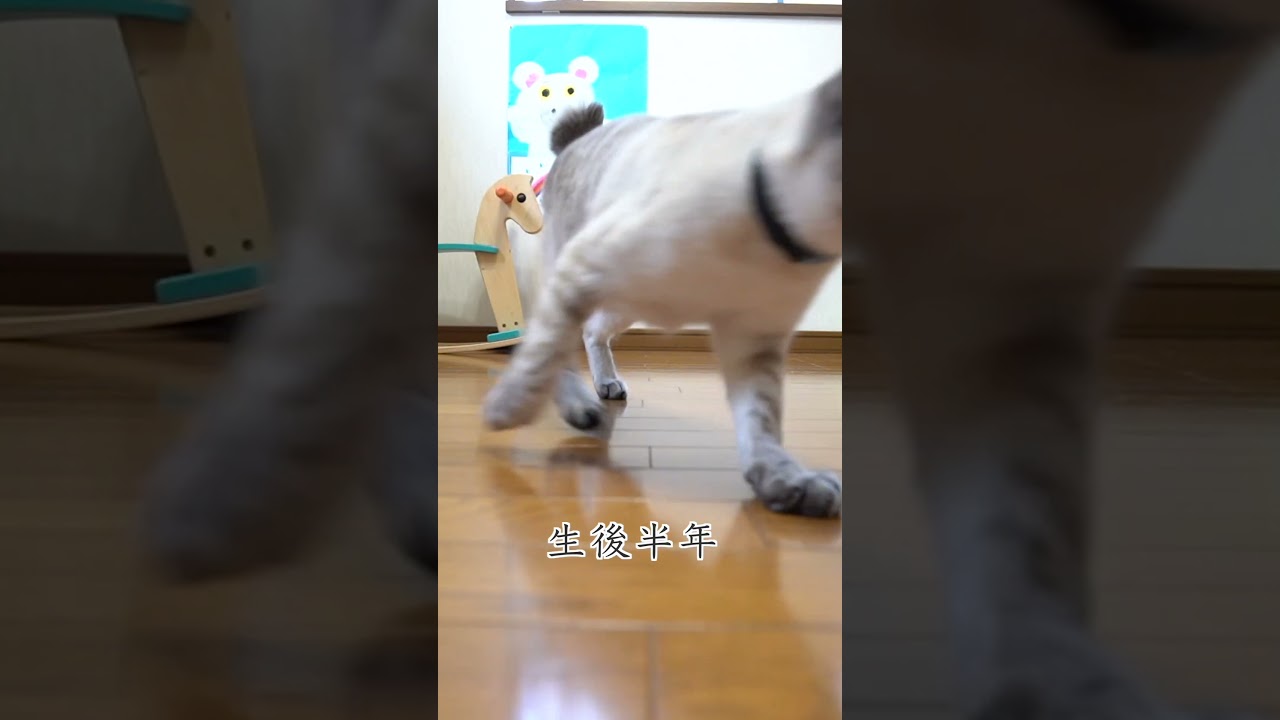 変貌した子猫のビフォーアフター