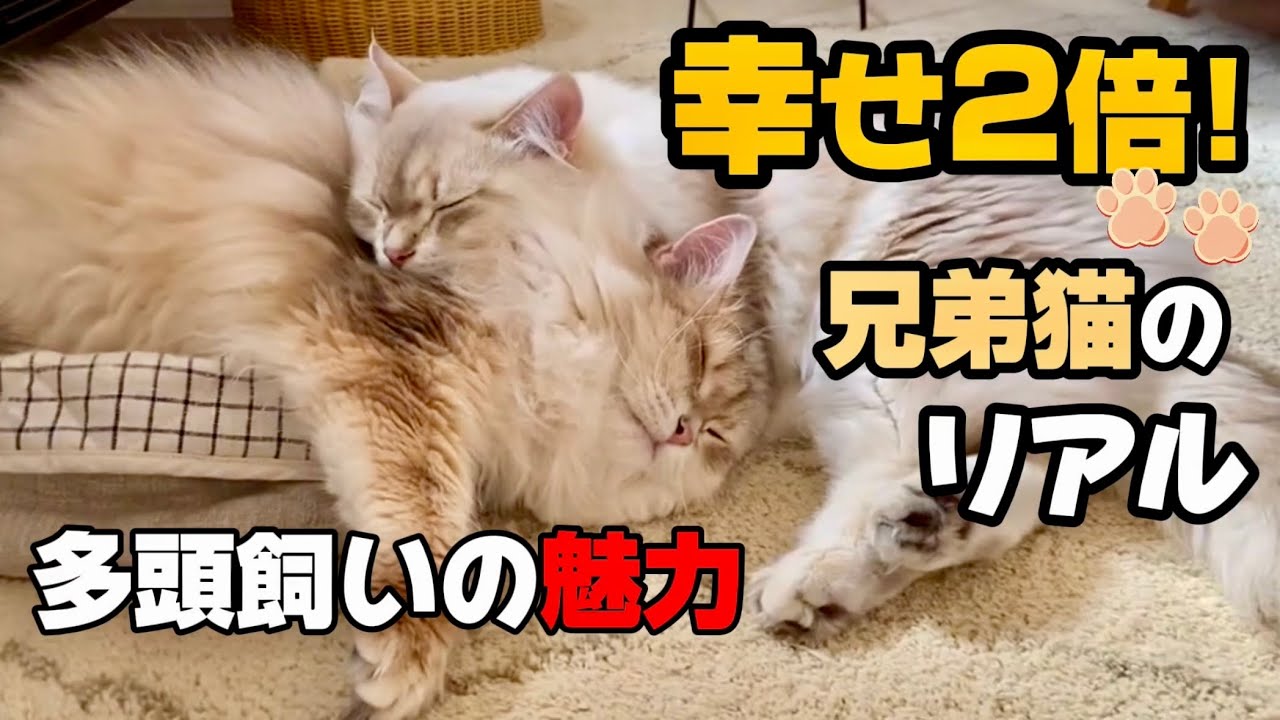 サイベリアンの兄弟猫を迎えてわかった5つのリアル【多頭飼い】