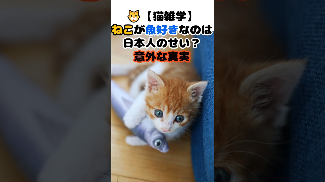 🐱【猫雑学】ねこが魚好きなのは日本人のせい！？意外な真実 #shorts #動物 #雑学 #豆知識 #cat #猫のいる暮らし #ねこ #四国めたん