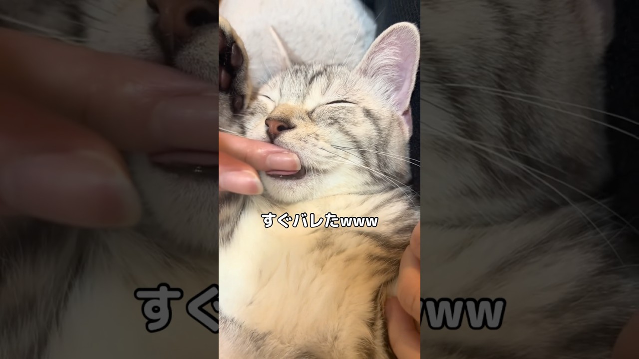 寝てる時の指ちゅぱ大好きなんだけどそろそろ手を離したいなぁと思ったら⋯ #子猫 #ぺろぺろニキ #shorts