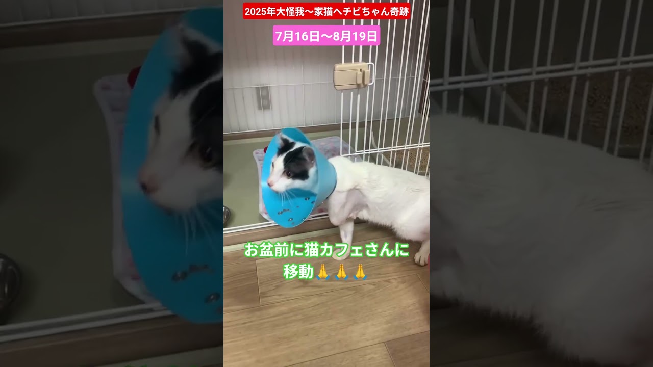 【2025年大怪我を負ったチビちゃん、運命の出会いへ】7月16日〜8月19日