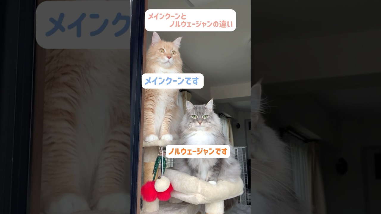 《メインクーンとノルウェージャンフォレストキャットの違い》
