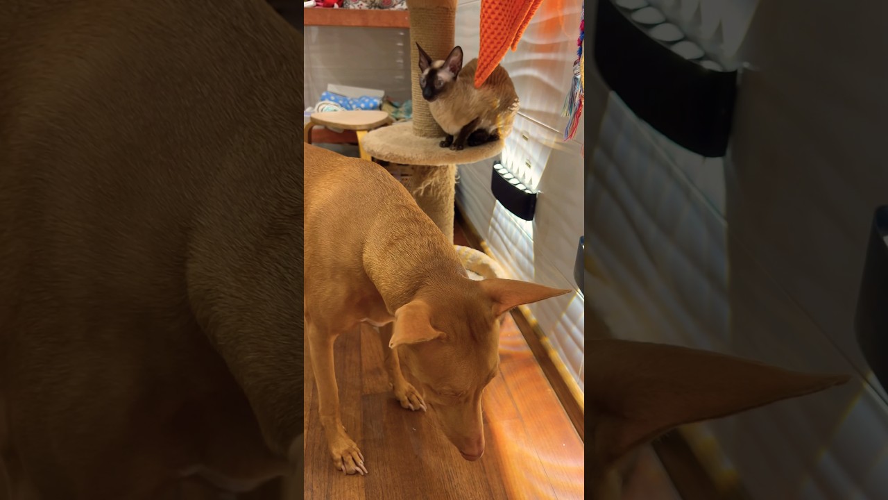 Hello from our team 🐕🐱🐱#pharaoh #sphynx #cornishrex #cat #dog #funny #cute #pets