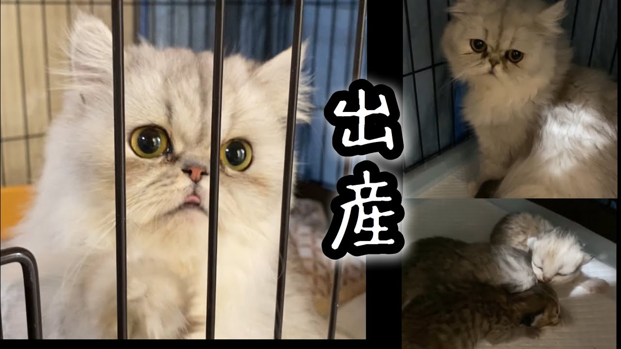 ペルシャ猫の出産　出産のご様子を捉えました！ルピシアの赤ちゃんたちです！