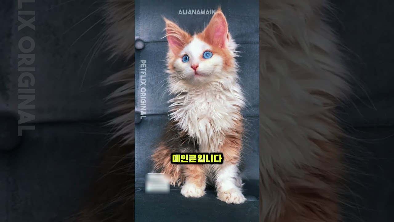 이 고양이들 진짜야? 🐈‍⬛ 세계에서 가장 큰 고양이 TOP 3 공개!