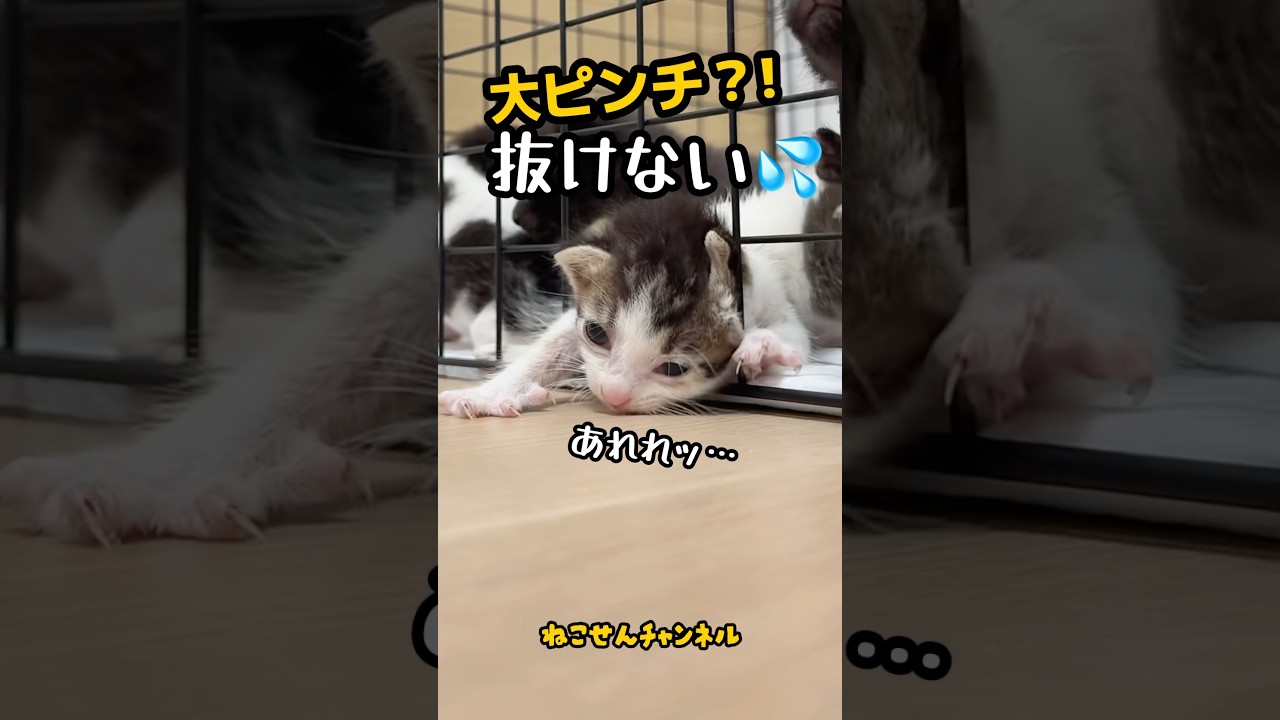 子猫のハプニング❗️小さな脱走犯の失敗😅 | ねこせん