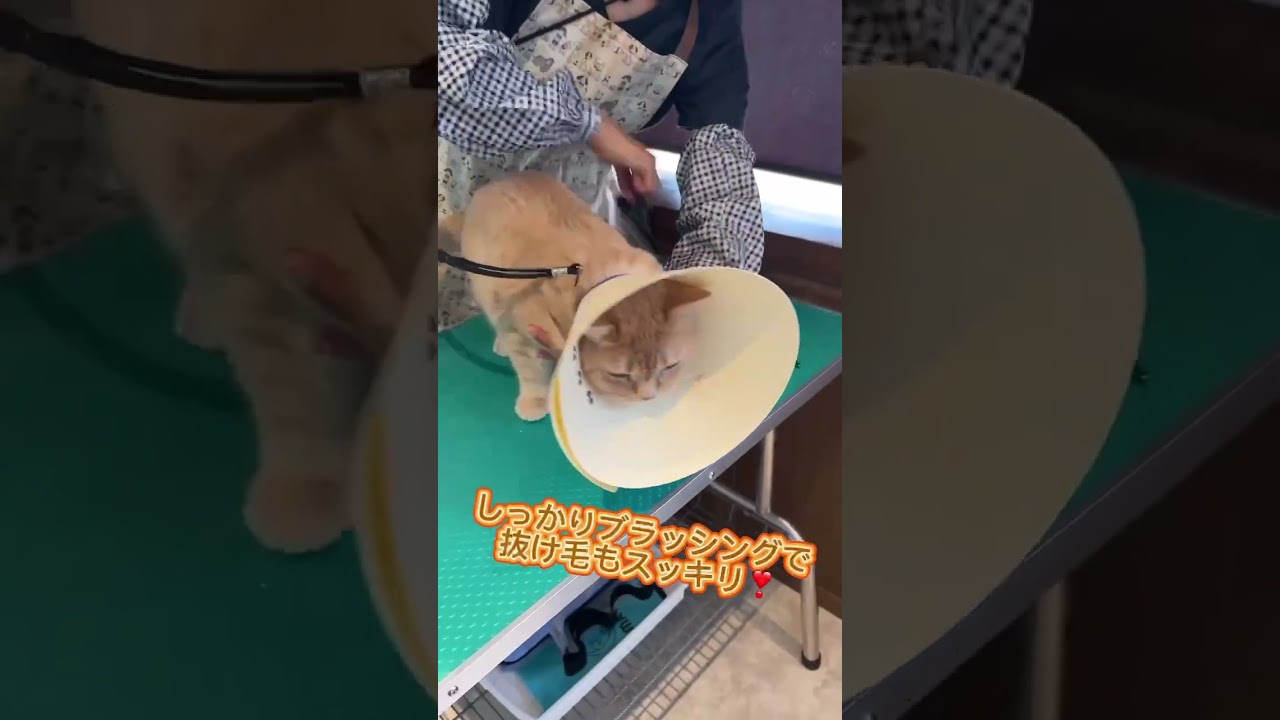 ブラッシング＋爪切りコースご利用☆　ブリティッシュショートヘアー　さくらちゃん  #cat #猫のいる暮らし #短毛