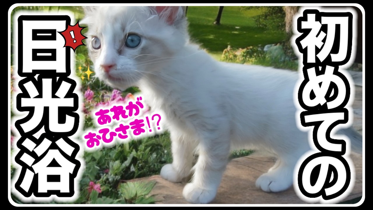 【🦆コハク物語】みにくいアヒルの子と呼ばれたガリガリ子猫の初めての日光浴  #ラグドール  #子猫