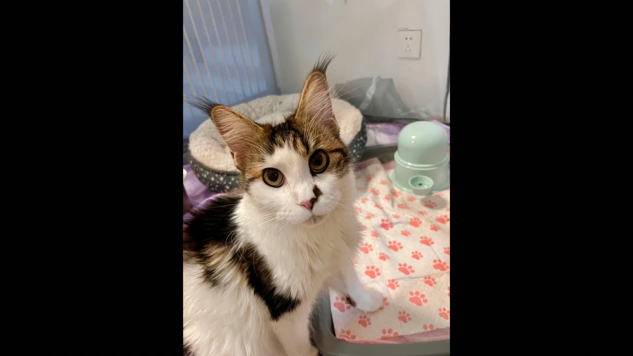 200 Days with Mama Bastet & Her Kittens: A Daily Life Livestream! 8 out of 200