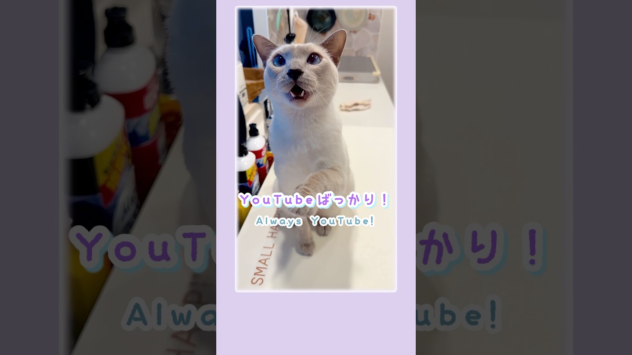 YouTubeばかり見て…ラクトくんヤキモチ!?🐾💗【吹き替え・トンキニーズ・猫】Lact the Tonkinese Gets Jealous… Mama Watching YouTube!?