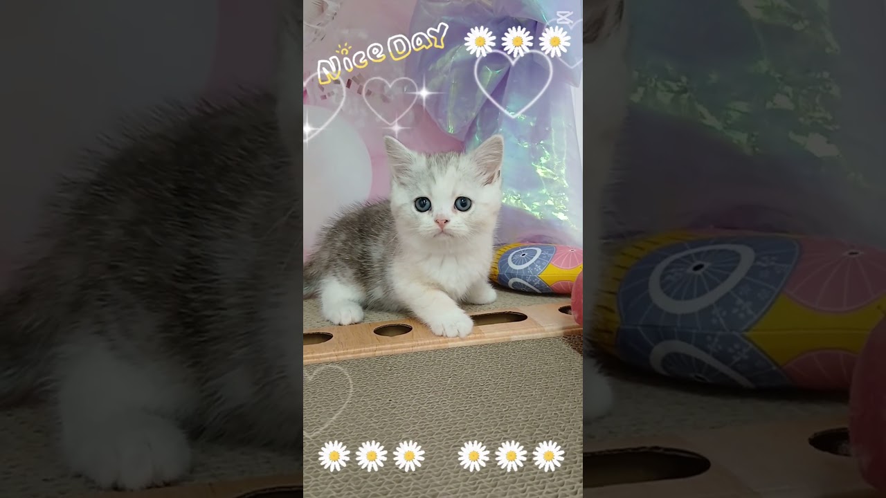 【ご家族様募集中】長足マンチカン女の子♡ #cat t #かわいい子猫 #kitten #子猫 #cute #子猫ブリーダー #短足マンチカン #短足ミヌエット #子ネコ #子猫 #好きな子猫