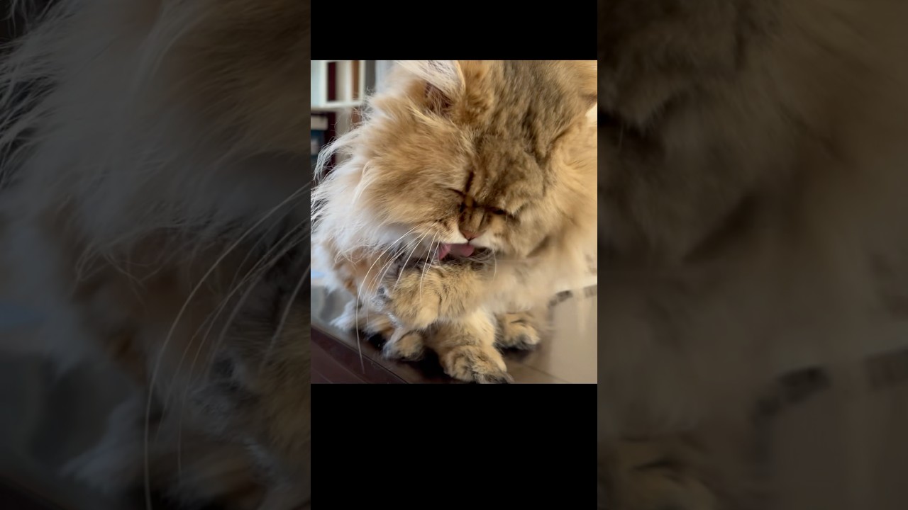 食後の顔ぐちゃぐちゃ🤣ペルシャ猫あるある☺️