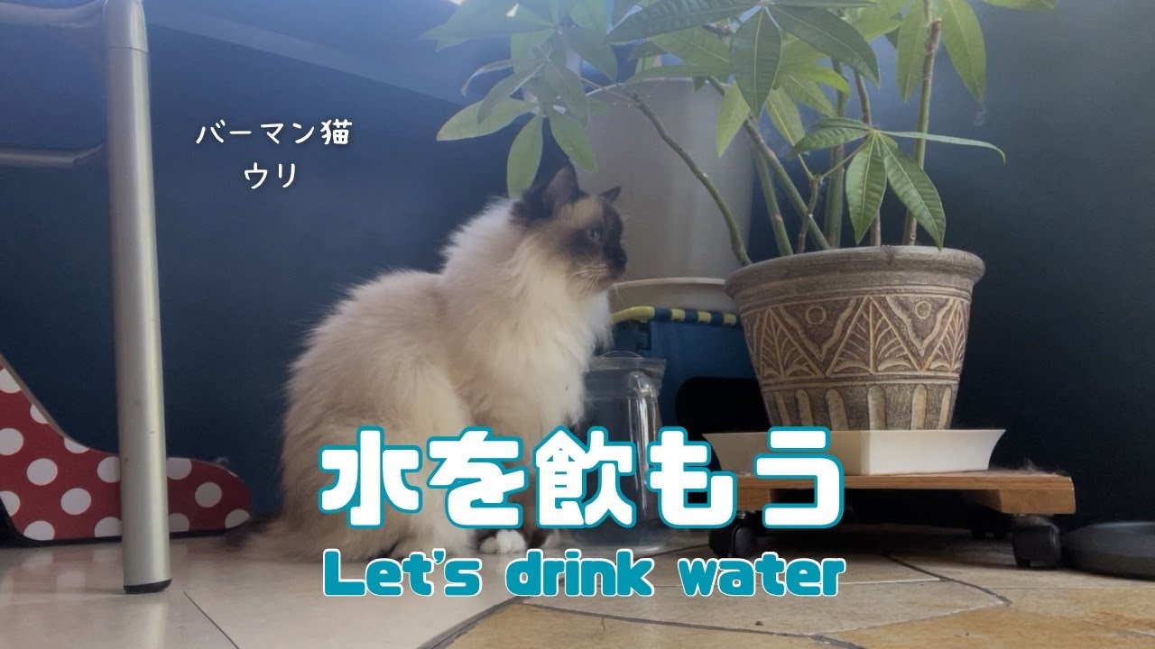 バーマン猫ウリ【水を飲もう】Let's drink water（バーマン猫）Birman/Cat