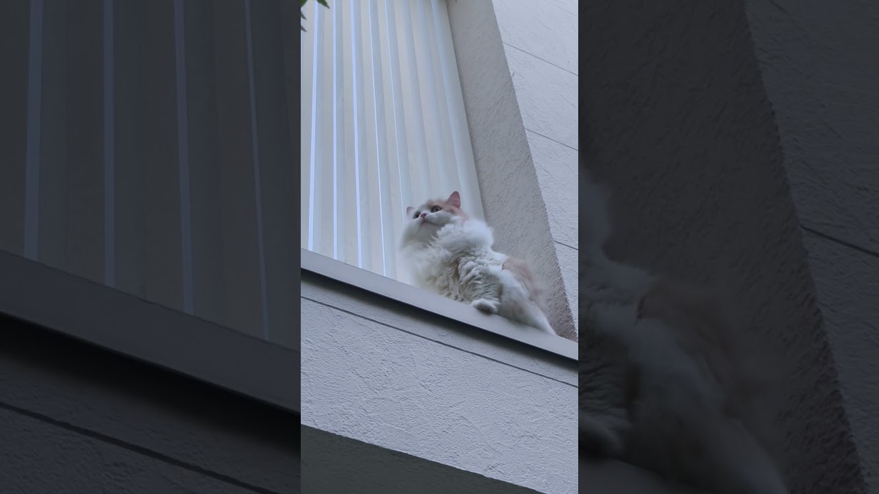 【猫のいる暮らし】#cat #ペルシャ #スコティッシュフォールド #もふもふ