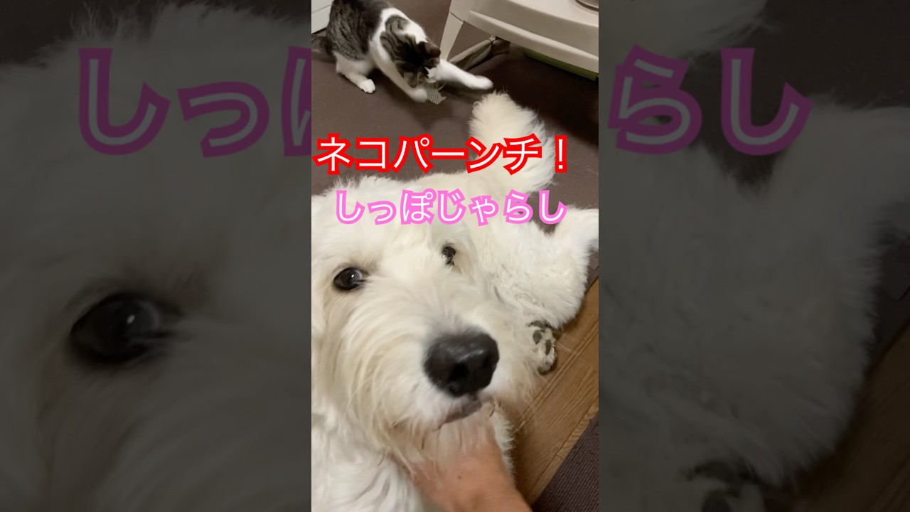 #ゴールデンドゥードル じんの尻尾が気になる#メインクーンミックス まる　#保護犬 #保護猫
