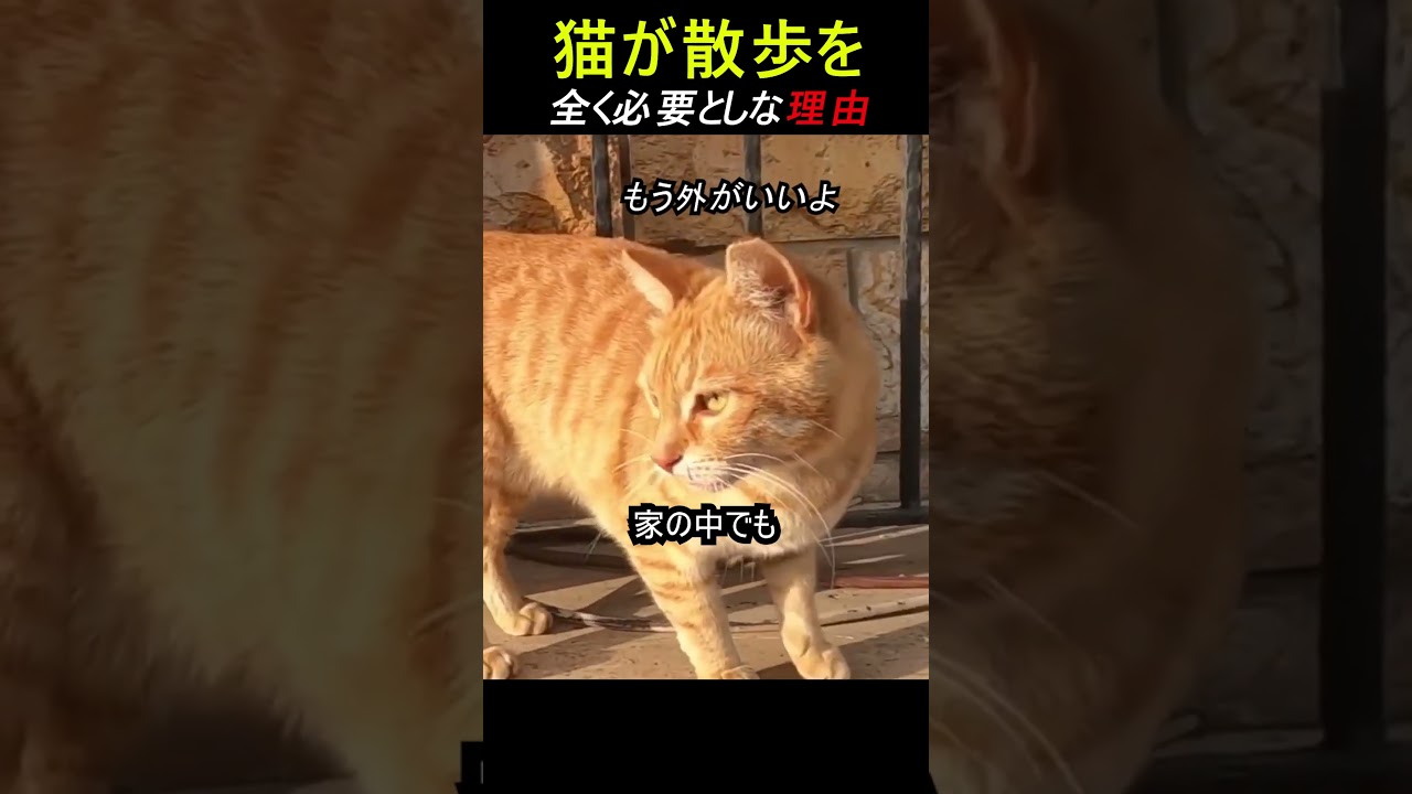 Park2 猫を散歩させるな