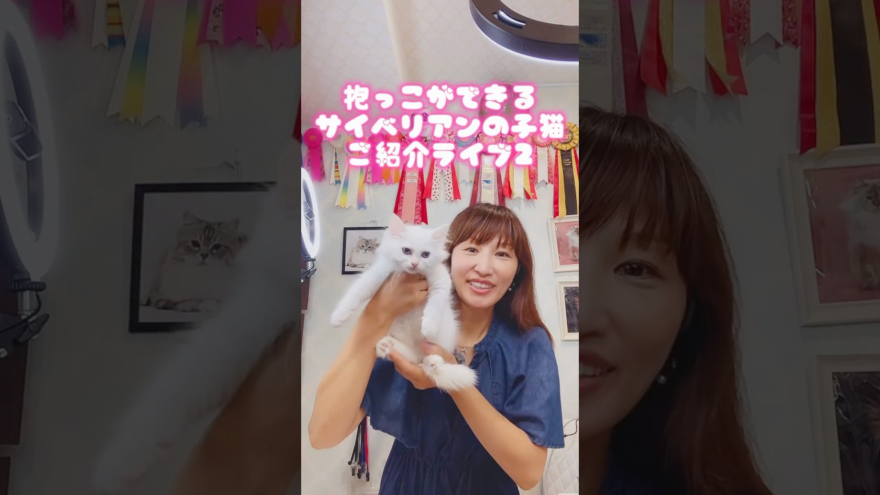 #サイベリアン の#子ネコ ご紹介ライブ2❣️抱っこができる#子猫 をお迎えしたいなら、サイベリアン専門店ロイヤルキャッツで決まり！吉祥寺でお待ちしてます#ペットショップ