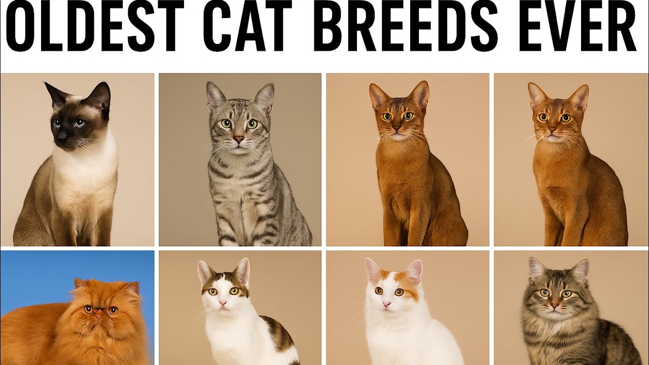 Ancient cat breeds that still exist today.