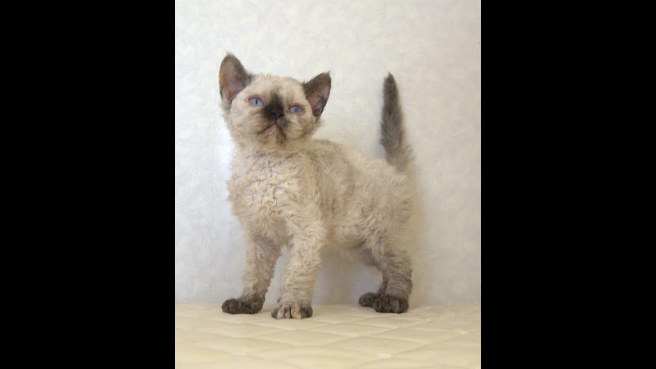 セルカークレックス子猫　Selkirk Rex　2025.5.28産まれ　シールポイント　巻き毛　女の子　シーダキャット猫のお店